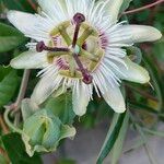 Passiflora caeruleaFlower