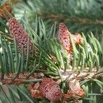 Picea chihuahuana Flor
