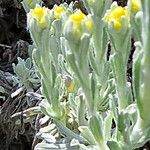 Helichrysum graveolens Flower