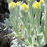 Helichrysum graveolens