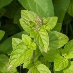 Mentha aquatica Leaf