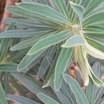 Euphorbia characias Φύλλο