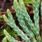 Lycopodium × oellgaardii Other