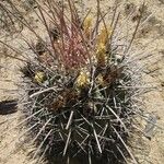 Ferocactus emoryi Leaf