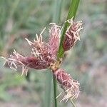 Bolboschoenus maritimus Blomma