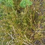 Juncus bufonius Habit