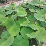 Nelumbo nucifera 葉