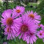 Erigeron speciosus Květ