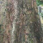 Terminalia superba Corteza