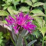 Centaurea uniflora Flower