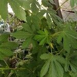 Hibiscus cannabinus List