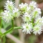 Torilis leptophylla Flor