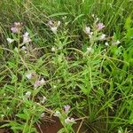 Sieruela monophylla 花