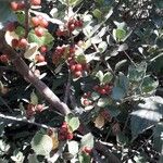 Rhamnus alaternus Fruit