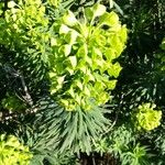 Euphorbia characias ᱥᱟᱠᱟᱢ