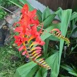 Crocosmia aureaFlor