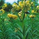 Lilium pyrenaicum Flower