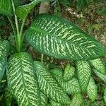 Dieffenbachia seguineLevél