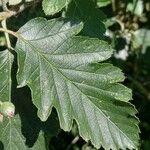 Sorbus intermedia Leaf