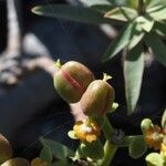 Euphorbia piscatoria Плод