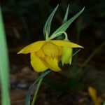 Calochortus amabilis Цветок