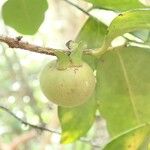 Diospyros samoensis Fruit