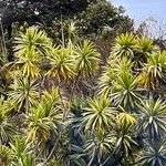 Dracaena steudneri Blatt