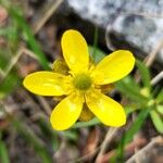 Ranunculus glaberrimus 花