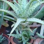 Aloe squarrosa Foglia