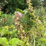 Campanula latifolia ഇല