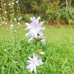 Cichorium intybusFleur