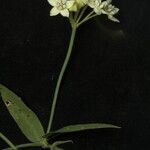 Funastrum clausum Flower