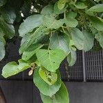 Cordia dichotoma ᱥᱟᱠᱟᱢ