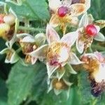 Rubus pruinosus Квітка