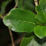 Geniostoma borbonicum Frunză