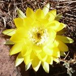 Echinopsis ferox Flor