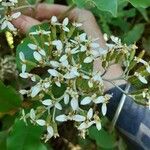 Verbesina virginica പുഷ്പം