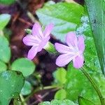 Priva lappulacea Blomma