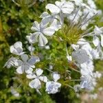 Plumbago auriculataFlower