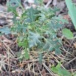Solanum triflorum Leaf