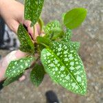 Pulmonaria saccharata Leaf