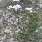 Iberis linifolia Libunga