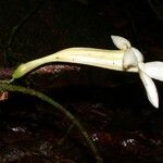 Anemopaegma chrysoleucum Flower