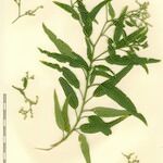 Ceballosia fruticosa Mosusu