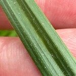 Carex hirta Leaf