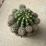 Echinopsis oxygona Hoja