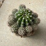 Echinopsis oxygona List