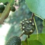 Alnus cordata Floare