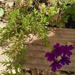 Verbena tenera Habitus