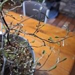 Corokia cotoneaster পাতা